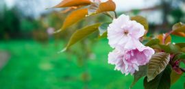 В Острозькій академії цвітуть сакури 